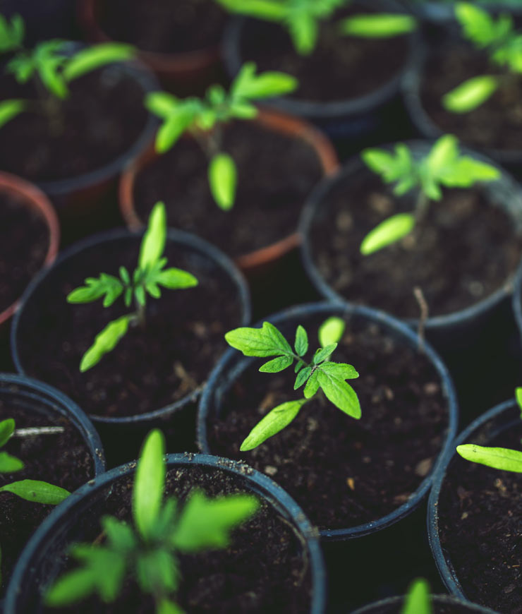 Modernes Pflanzdesign & Rasenbau